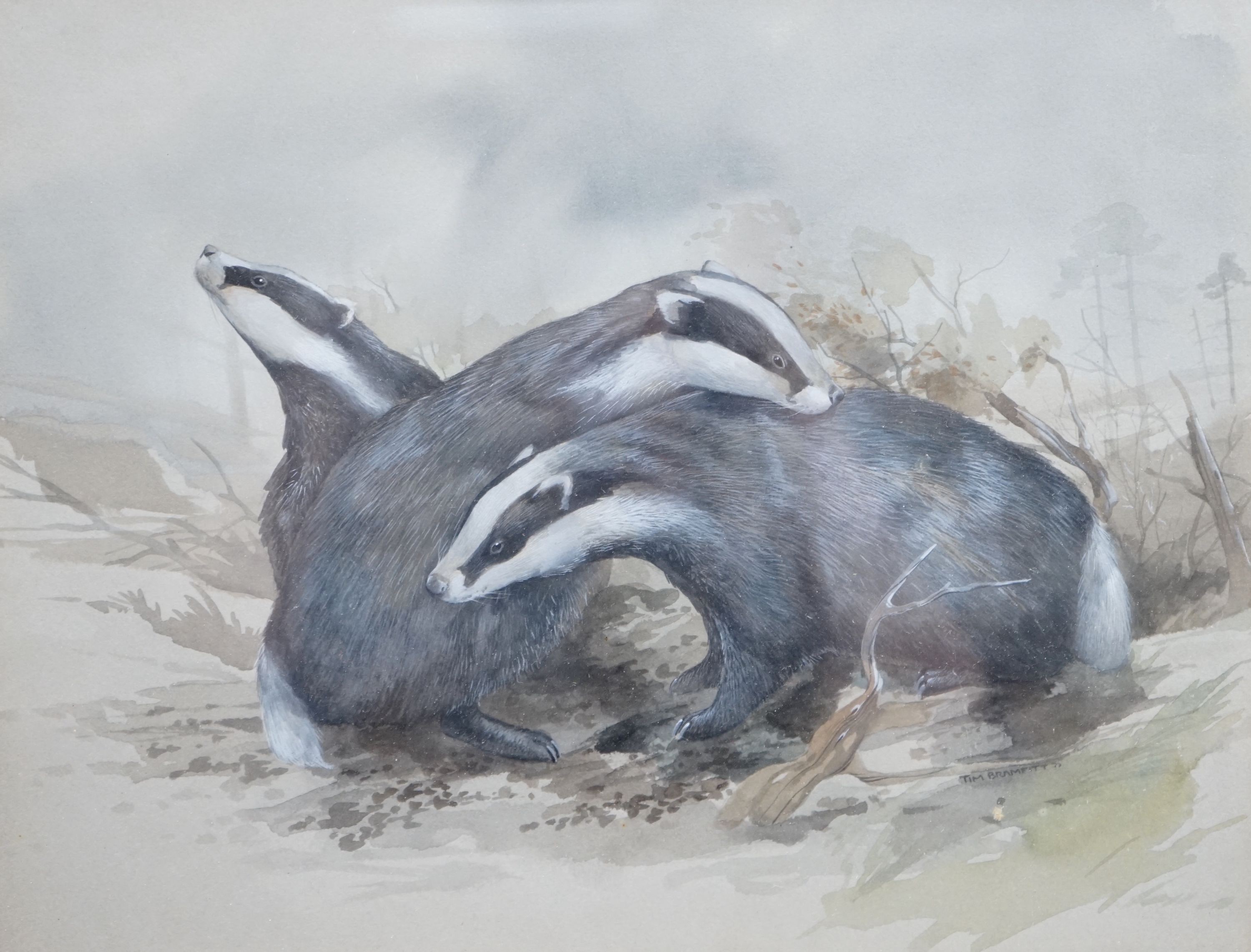 Tim Bramfitt, watercolour, Badgers, illustration for The Domesday Book of Animals, signed, 23 x 30cm